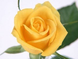 Yellow Roses Puzzle Game - Jigsaw Puzzle Game